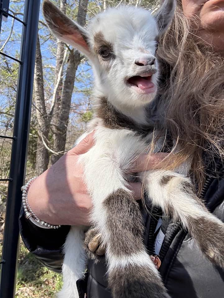 A baby goat being held and cared for at Harper Farm.