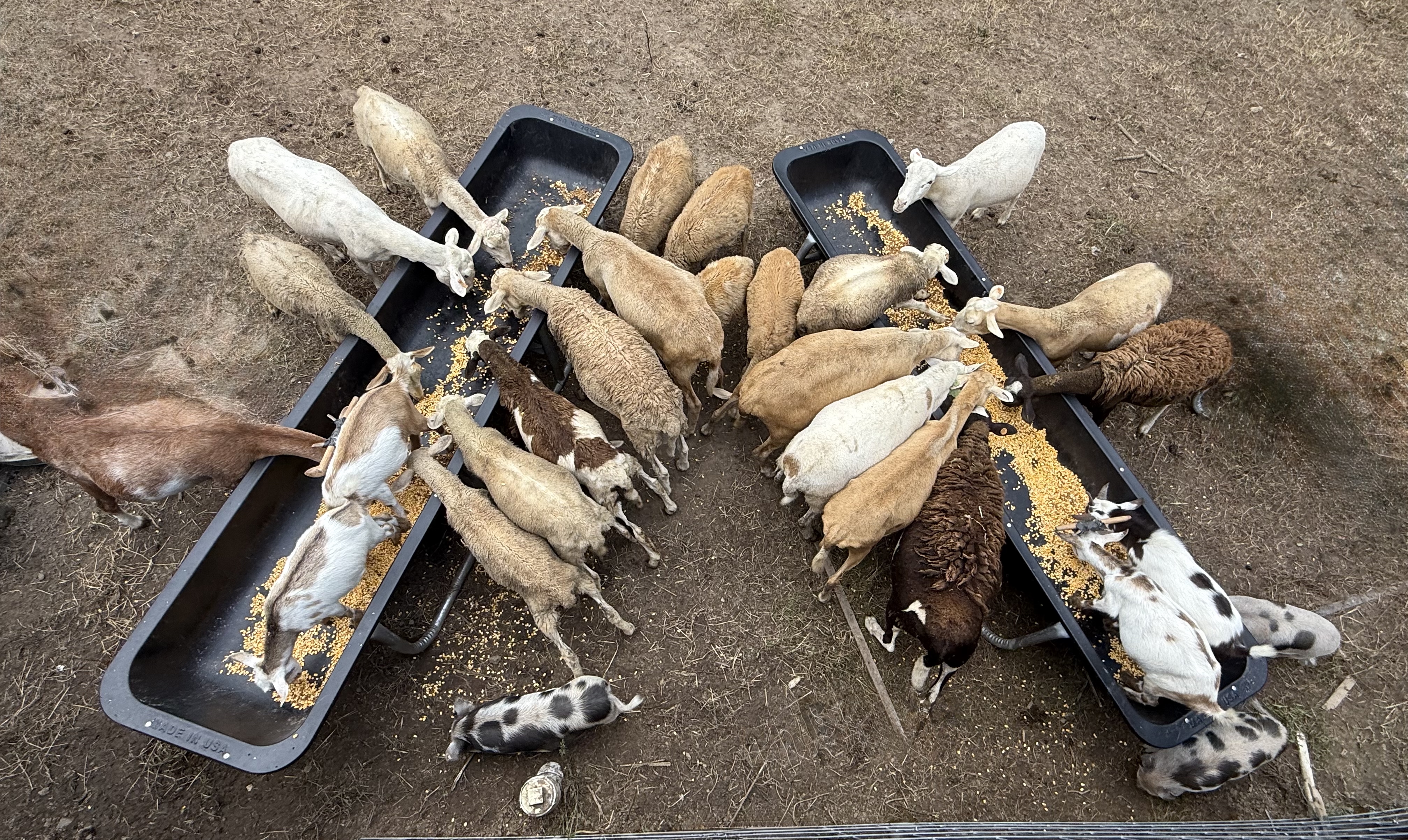 Goats, sheep, and pigs sharing feeding troughs together at Harper Farm.